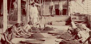 કાળી ચાની પરંપરાગત પ્રક્રિયા. આ ફોટા 19મી સદીના અંતમાં ભારતમાં લેવામાં આવ્યા હતો.