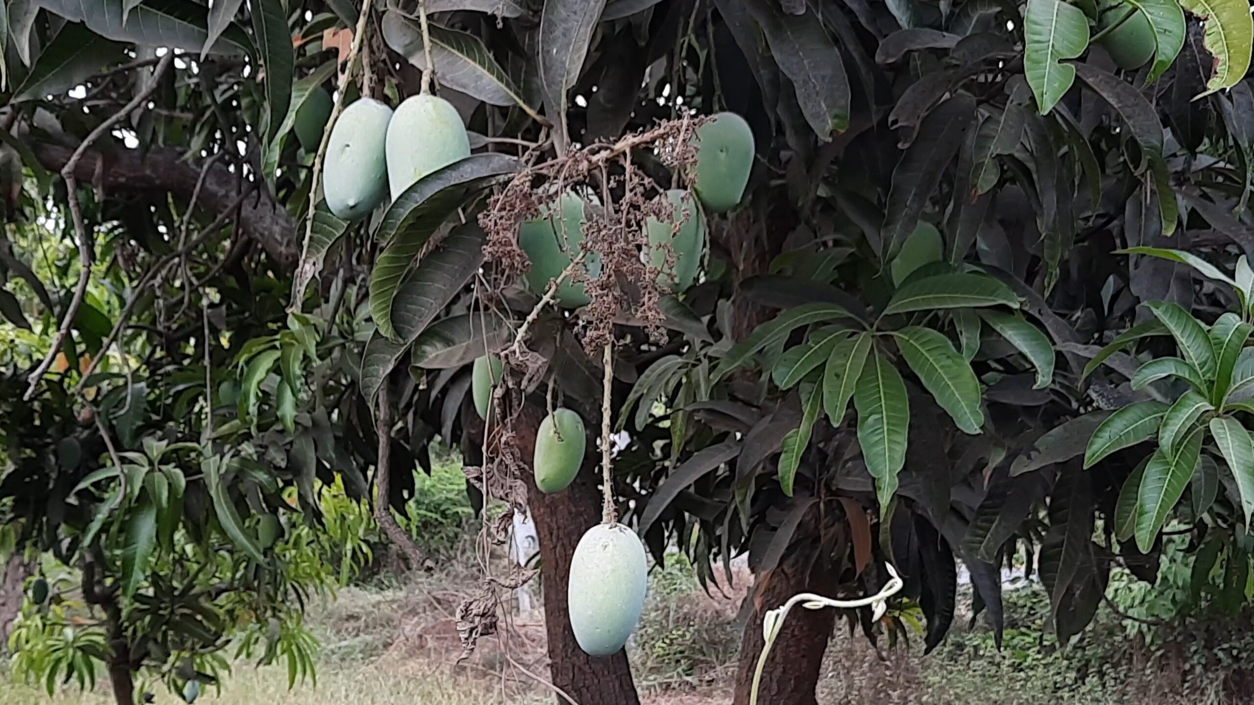 હવામાન વિભાગ ધ્વારા નવસારી અને ડાંગ જિલ્લામાં પુનઃ 13 તથા 14 માર્ચે વરસાદ ની આગાહી કરાઈ