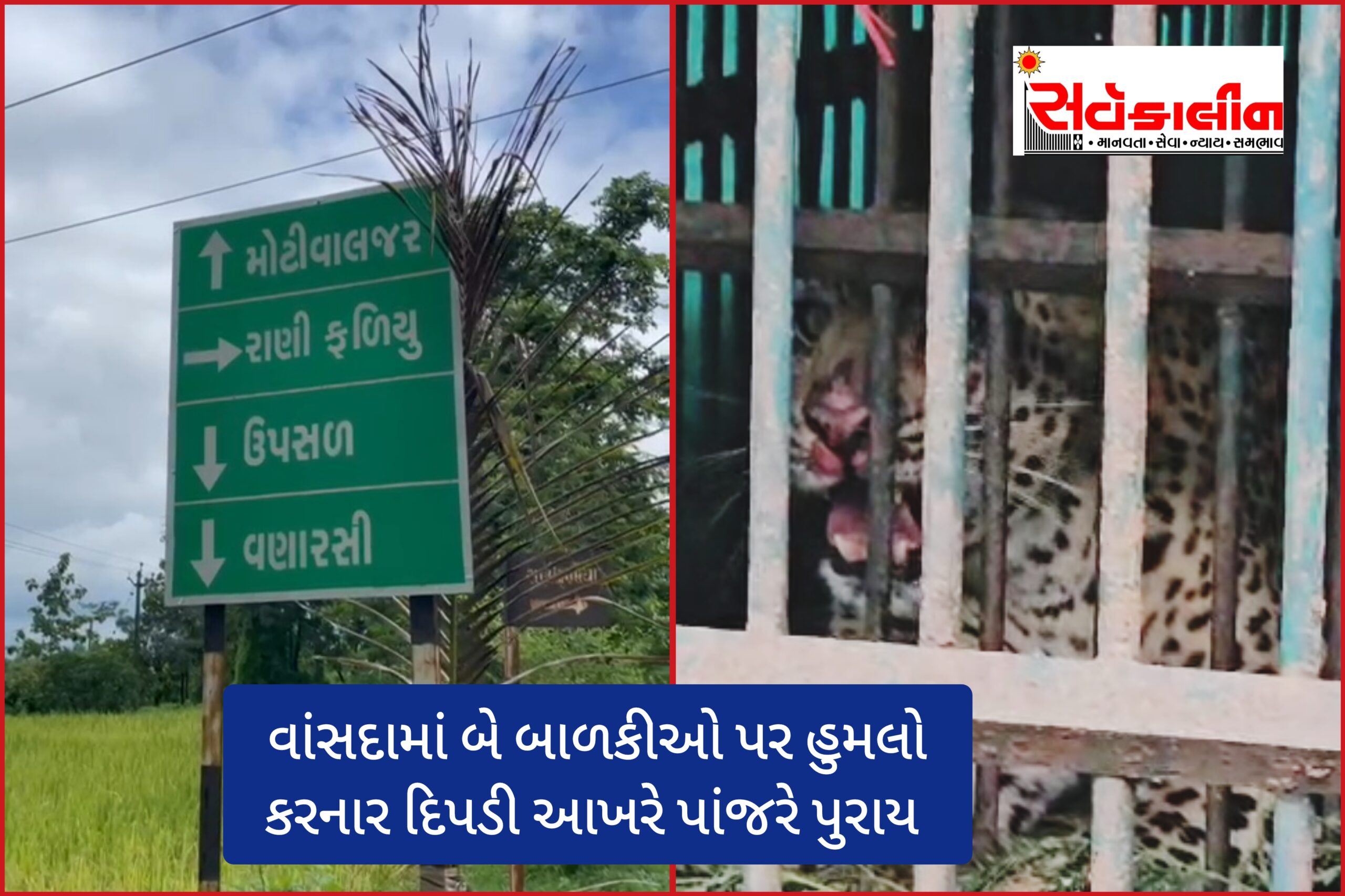 હાશ પાંજરે પુરાય: વાંસદા ખાતે એક બાદ એક બાળકીઓ હુમલો કરી ભય ફેલાવનાર દીપડી વનવિભાગે પાંજરે પુરી, મોટીવાલઝર અને ઉપસળ ગામના ગ્રામજનોએ લીધો રાહતનો શ્વાસ