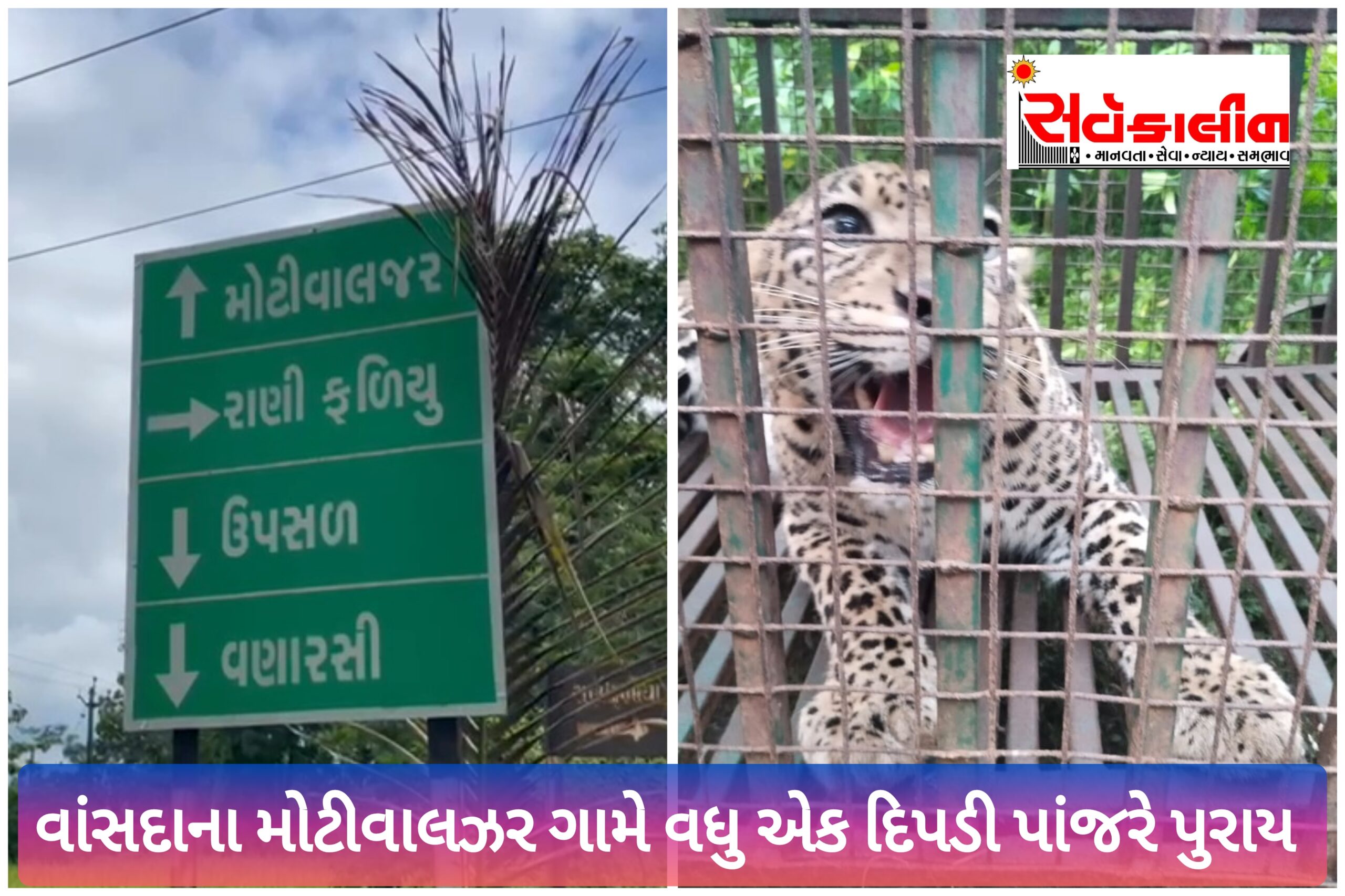 વાંસદામાં વધુ એક દીપડી પાંજરે પુરાઈ: ૧૦ દિવસમાં ત્રણ હુમલાની ધટના બાદ વનવિભાગે બે દિપડી પાંજરે પુરાતા લોકોએ રાહત શ્વાસ લીધો