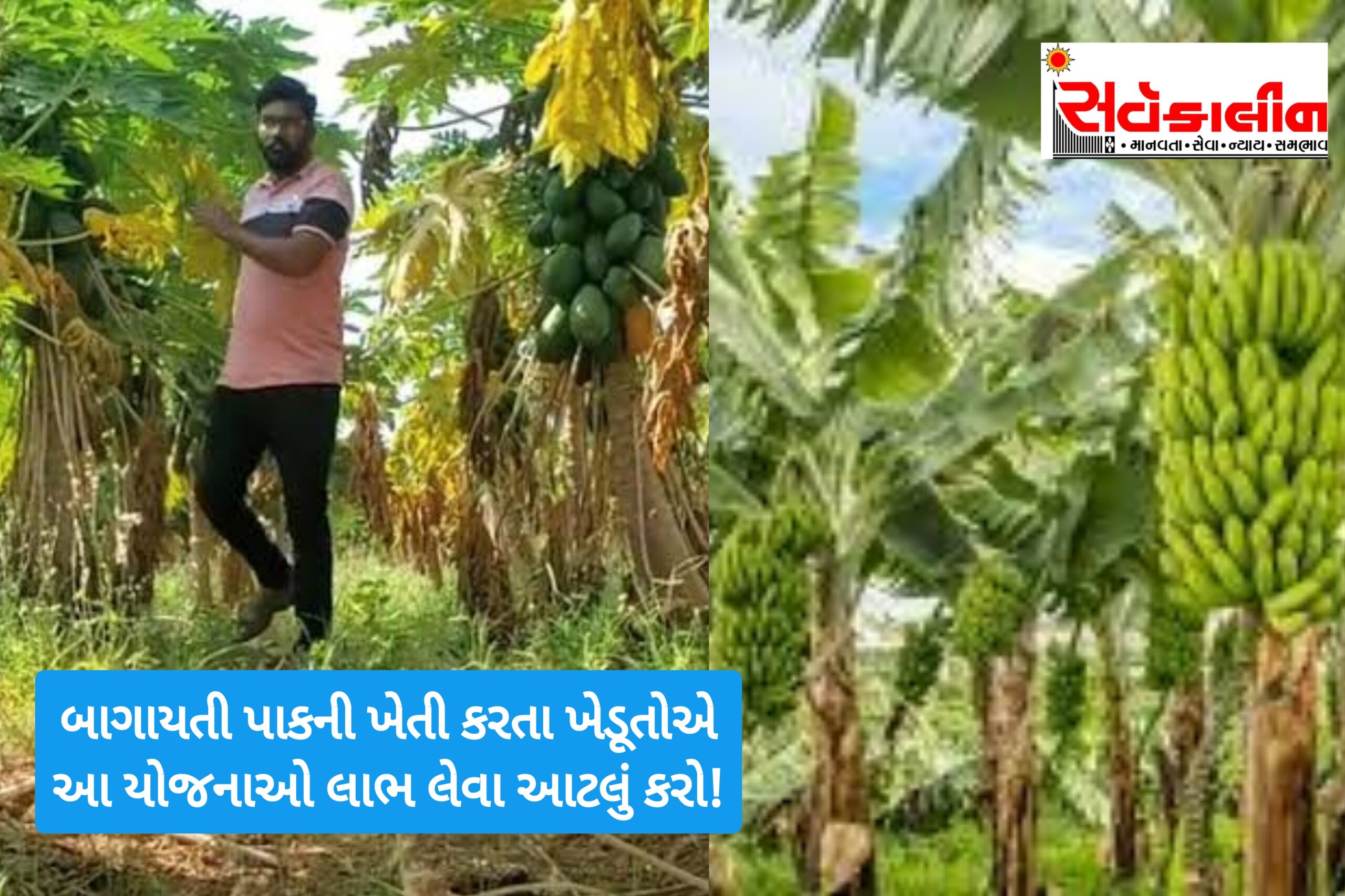 નવસારી જિલ્લા બાગાયતી ખેડૂત જોગ:બાગાયત ખાતામાં વર્ષ ૨૦૨૪-૨૫ માં “ક્રોપ કવરના ઉપયોગથી ફળપાકો અને શાકભાજી પાકોની રક્ષિત ખેતી માટેનો કાર્યક્રમ” અંતર્ગત વિવિધ યોજના માટે અરજી કરાશે