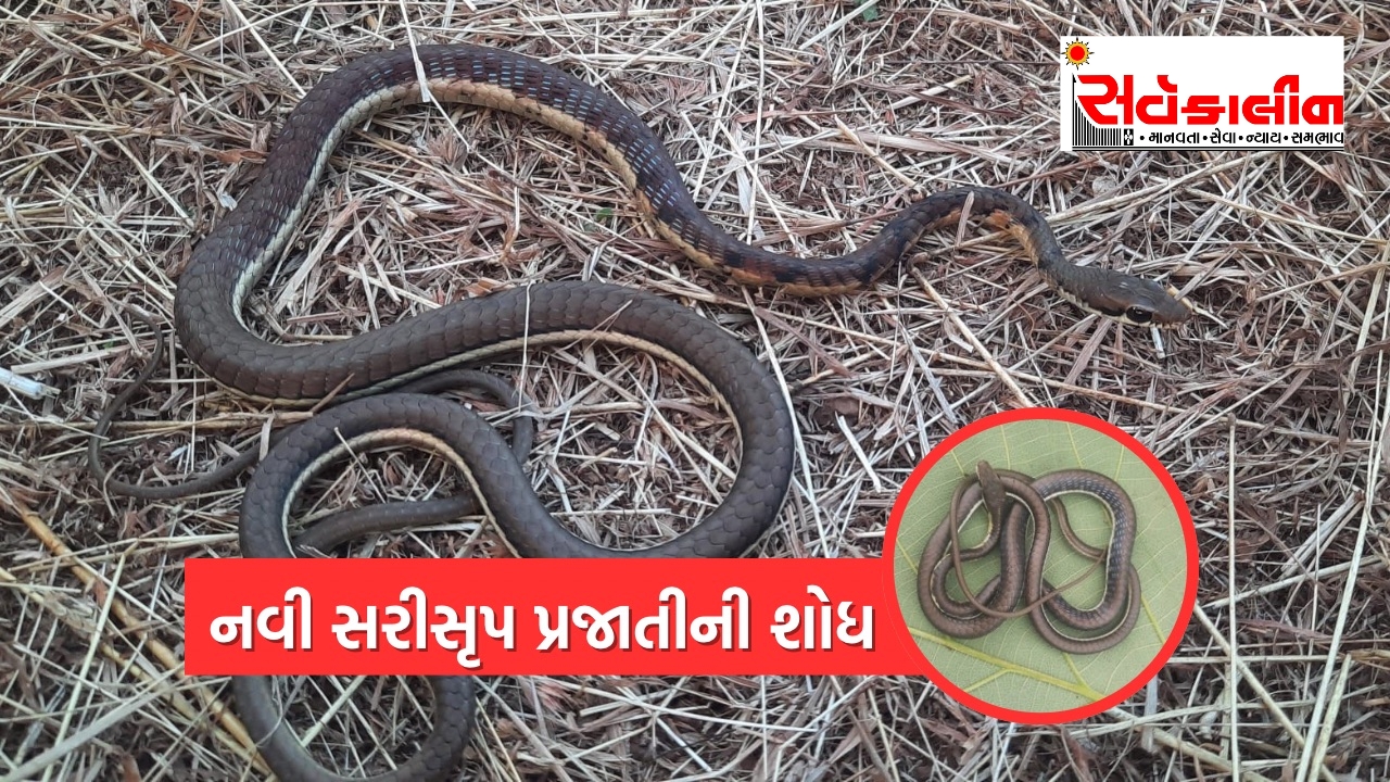 લાંબા સંશોધન બાદ ભારત સહિત ગુજરાતને વધુ એક નવી સરીસૃપ પ્રજાતિને ઓળખ મળી.હવે રાજ્યમાં કુલ 66 પ્રજાતિઓના સાપ