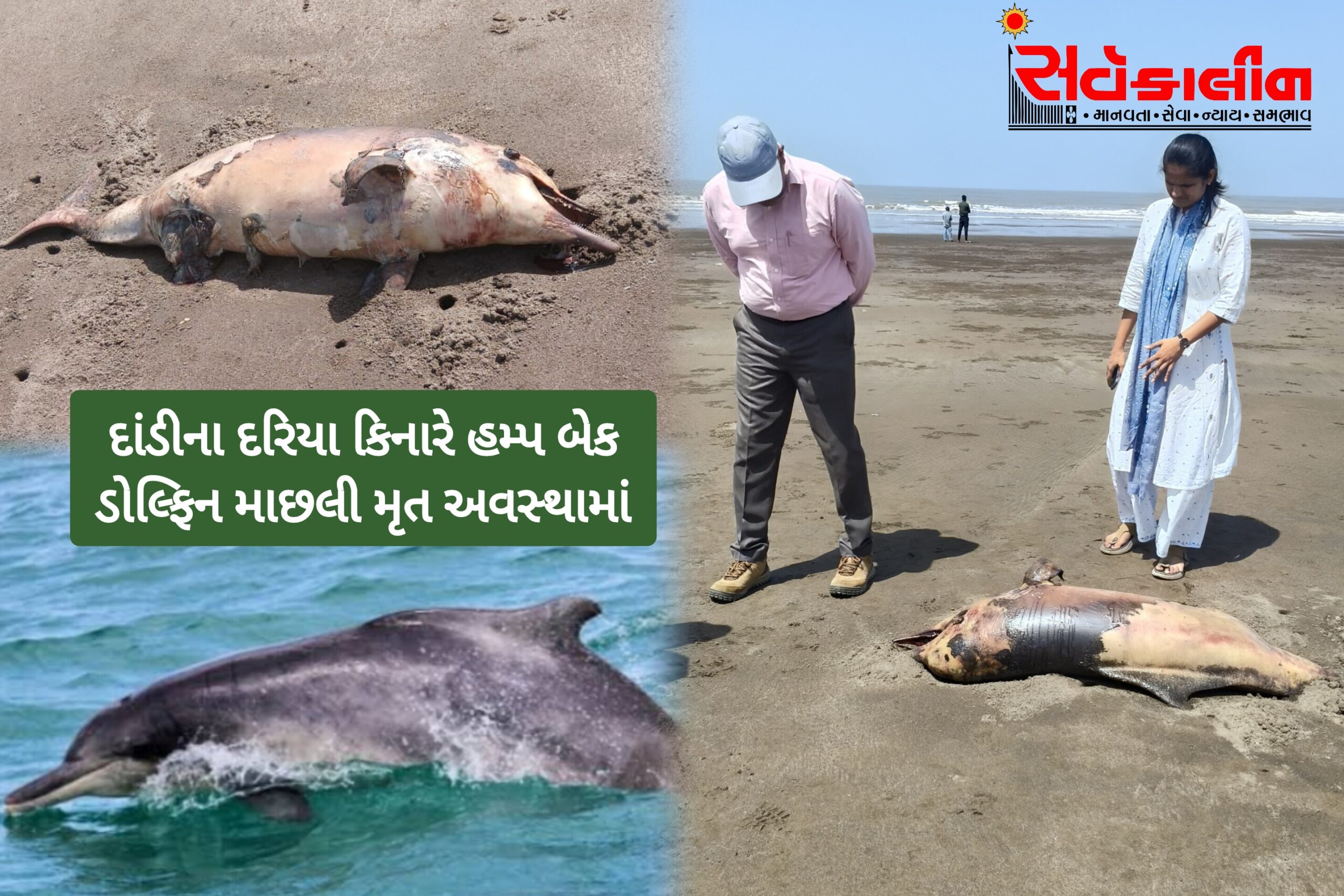 નવસારીના દાંડી: દરિયા કિનારે મૃત અવસ્થામાં હમ્પબેક ડોલ્ફિન તણાઈ આવી: વનવિભાગ જરૂરી કાર્યવાહી હાથ ધરી