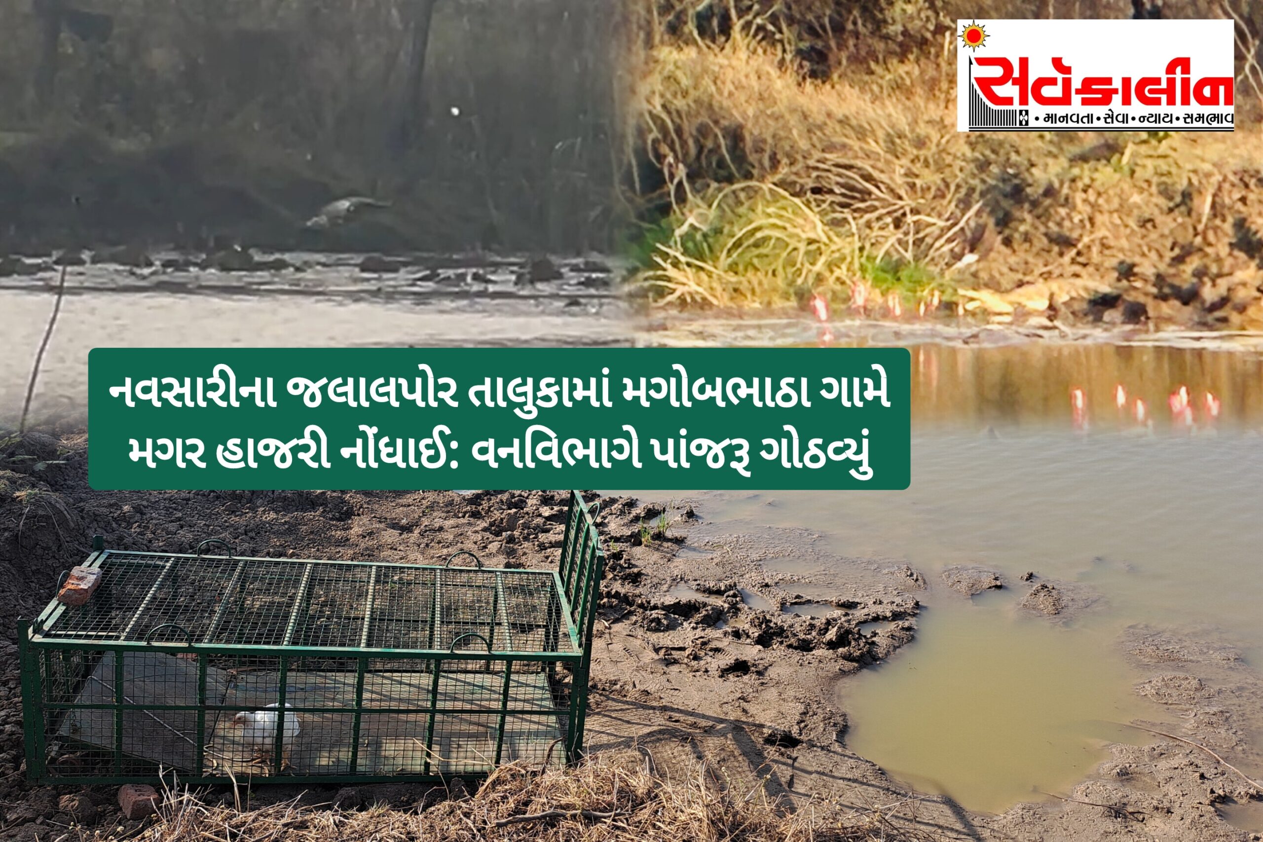 નવસારીના:મગોબ ભાઠા ગામે તળાવમાં મગરની હાજરી જણાઈ આવી, ગ્રામજનોએ મગર દેખાતો હોવાની જાણ કરતા વનવિભાગે પકડીને સુરક્ષિત સ્થળે ખસેડવાની કવાયત હાથ ધરી: જુઓ વિડિઓ