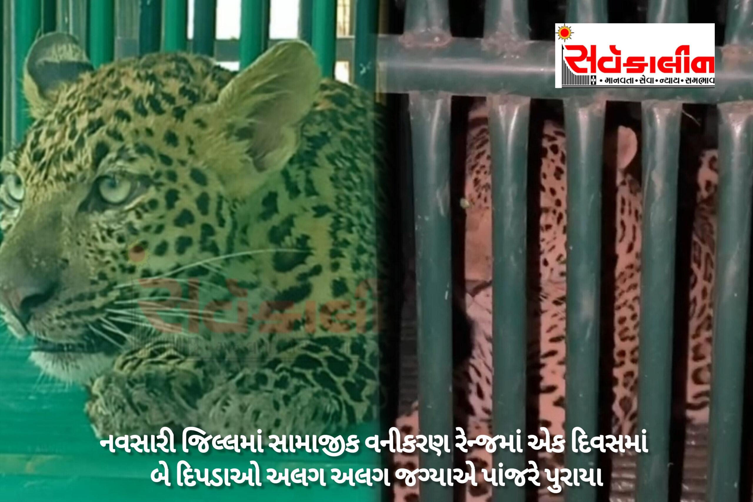 નવસારી જિલ્લો હવે દિપડાઓના રહેઠાણ આદર્શ બની ગયો છે: આજે એક દિવસમાં બે દીપડા પાંજરે પુરાયા