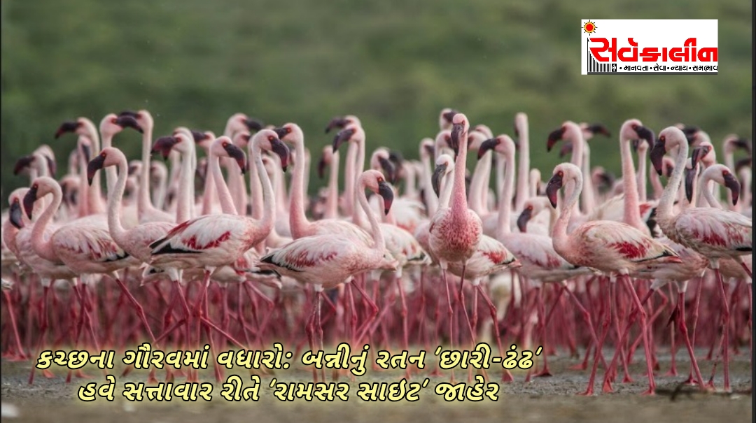 પક્ષી-પર્યાવરણ સંરક્ષણ ક્ષેત્રે ગુજરાતની વધુ એક સિદ્ધિ: ગુજરાતનું પાંચમું અને કચ્છનું પ્રથમ આંતરરાષ્ટ્રીય મહત્વ ધરાવતું વેટલેન્ડ બન્યું છારી-ઢંઢ